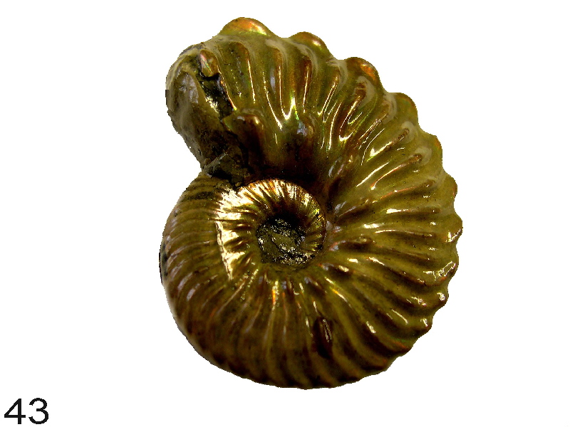 Dimorphoplite