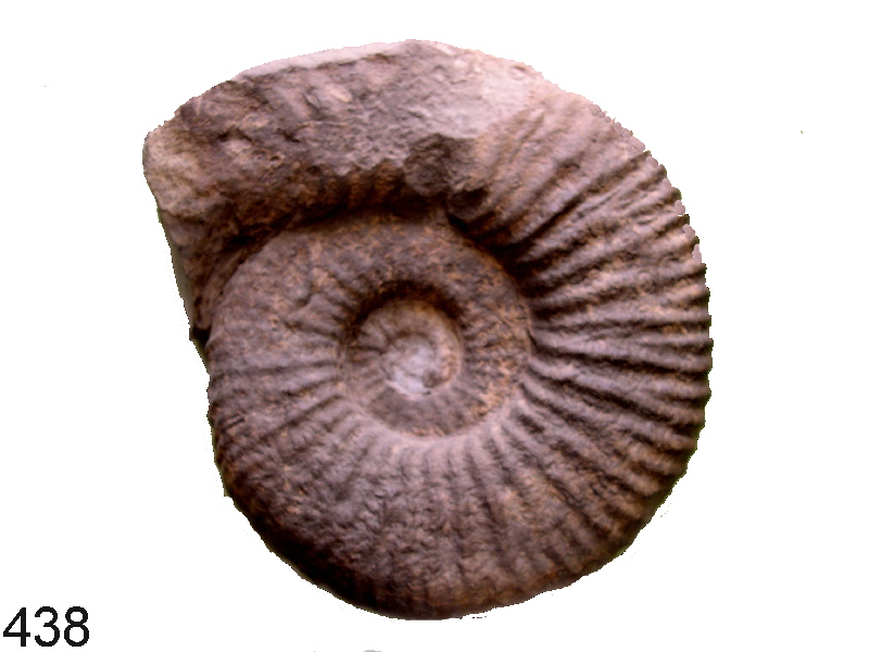 Neocomites
