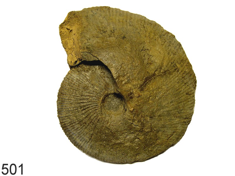 Macrocephalites