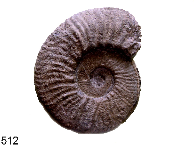Pseudothurmania