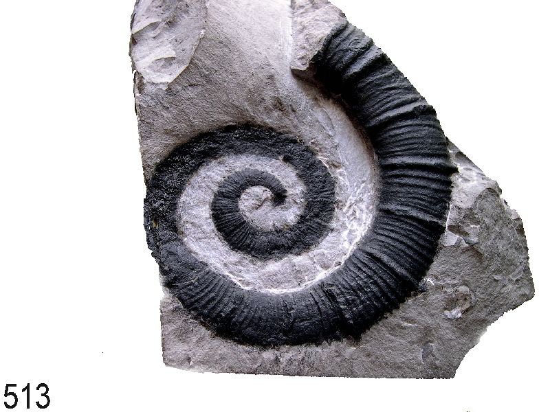 Crioceratites