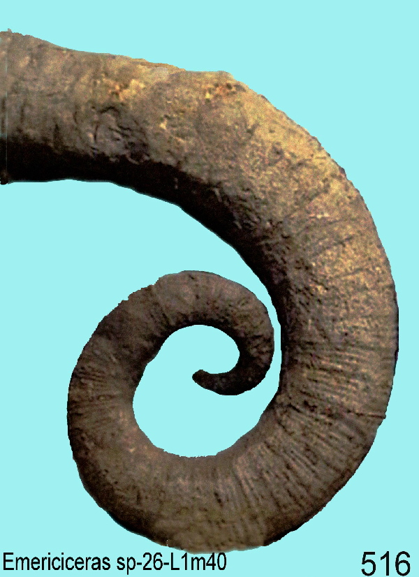 Emericiceras