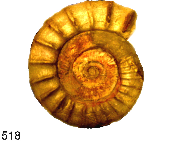 Perisphinctes