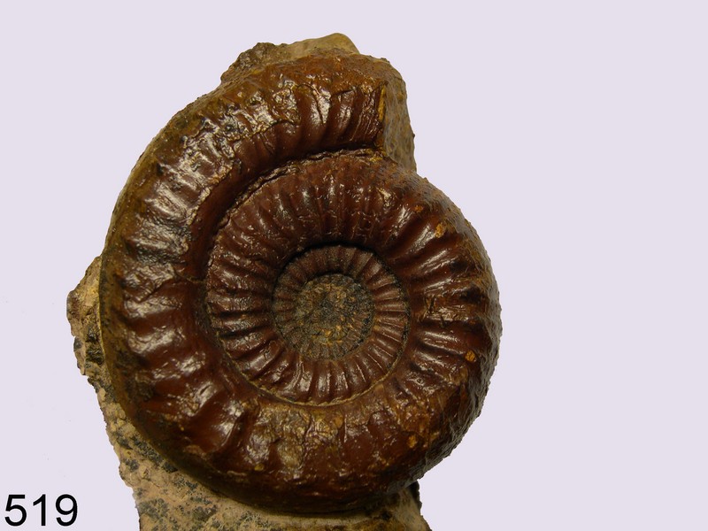 Mucrodactilites
