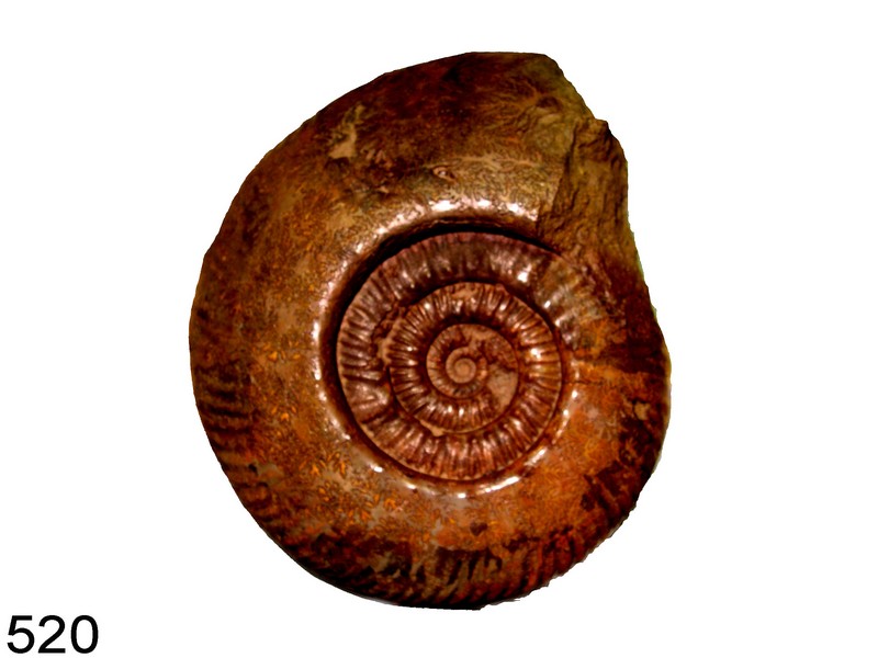 Hammatoceras