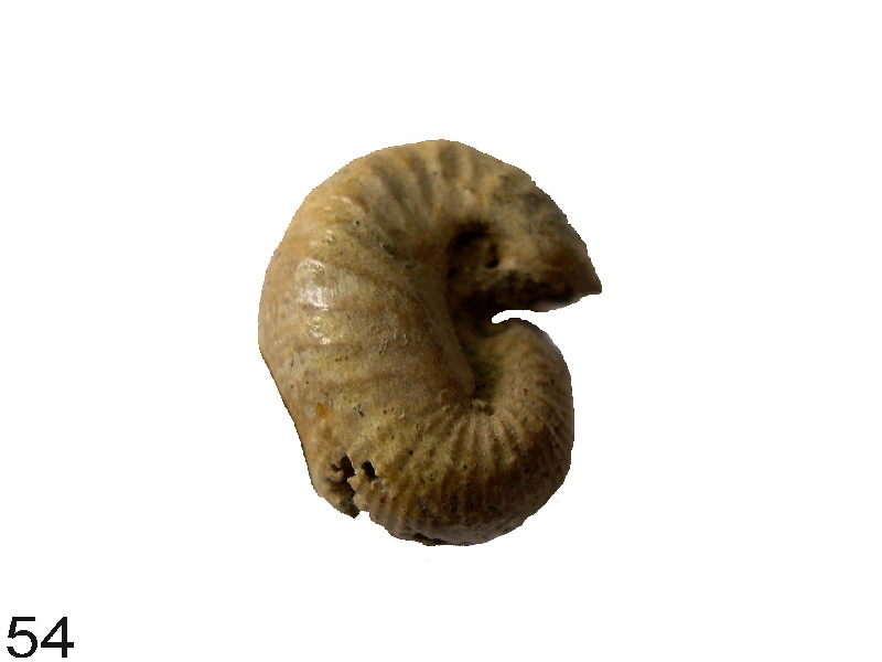 Scaphites