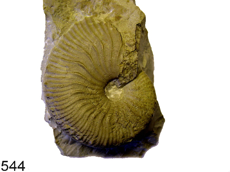 Taramelliceras