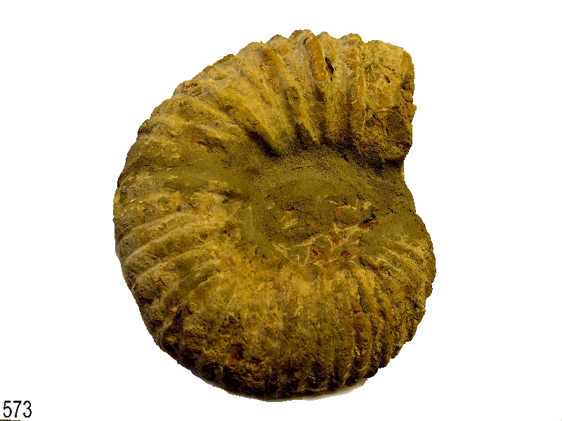 Procheloniceras