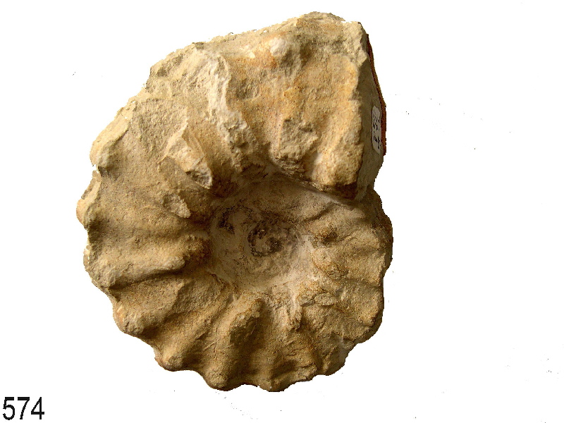 Acanthoceras