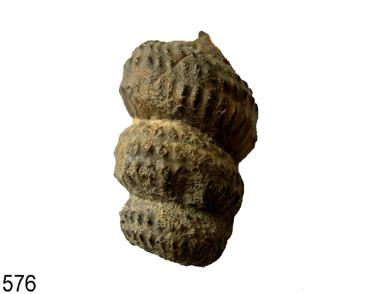 Turrilites