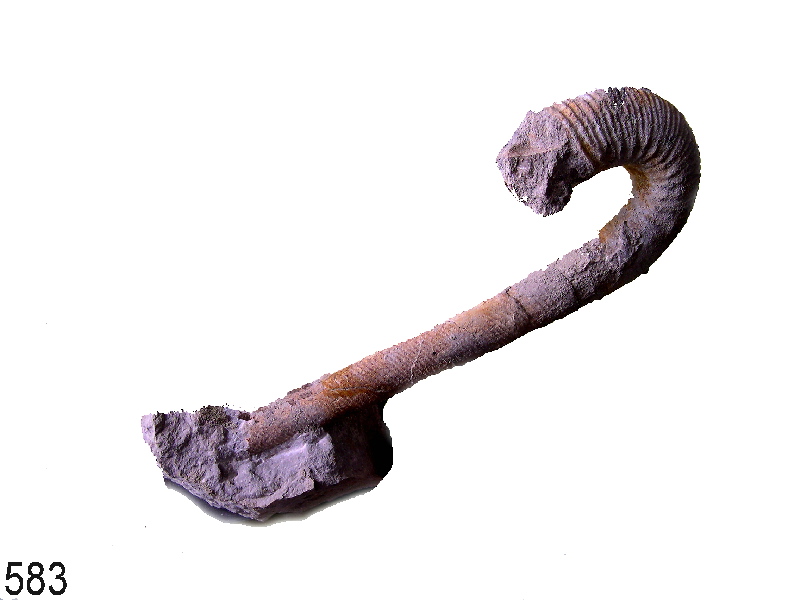 Hamulina