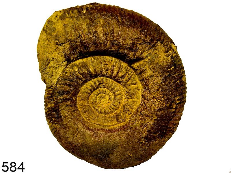 Reineckeia