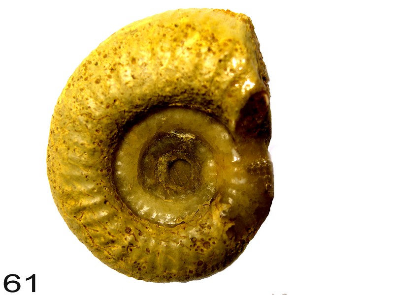 Cadomites