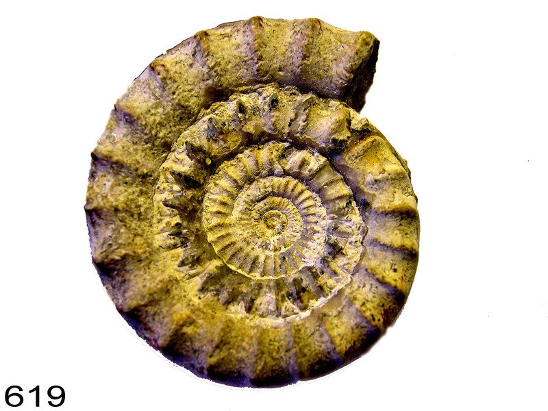 Echinoceras