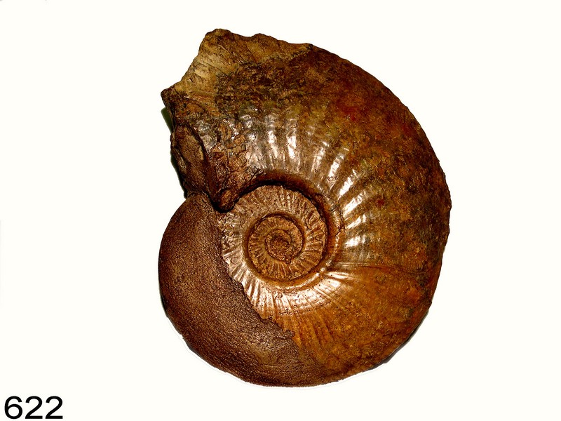 amaltheus