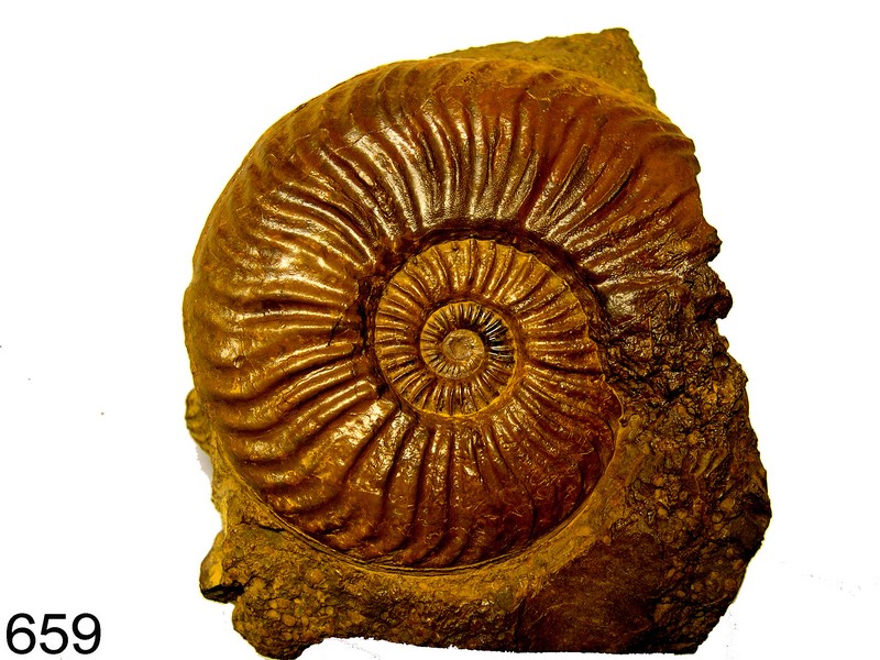 Dumortieria