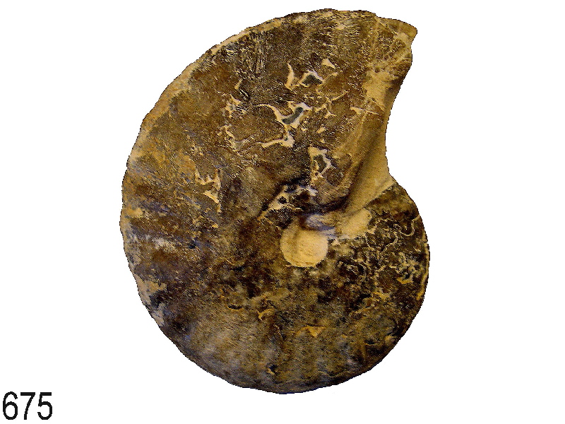 Hoplitoides