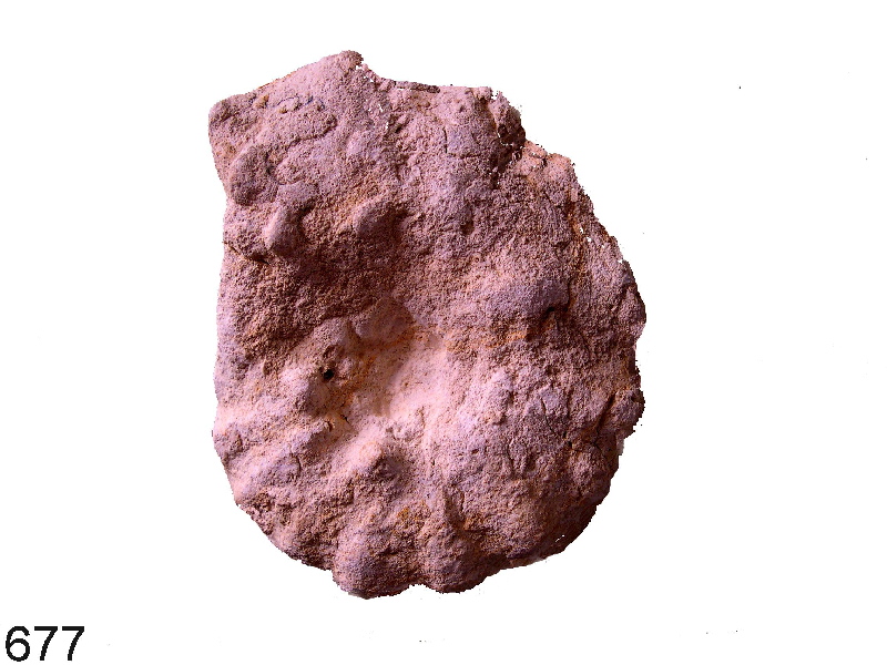 Lecointriceras