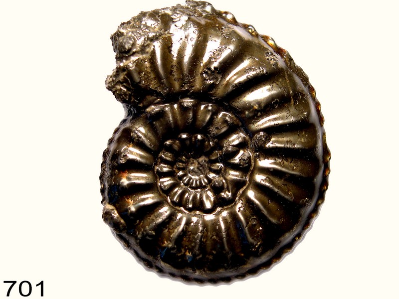 Pleuroceras