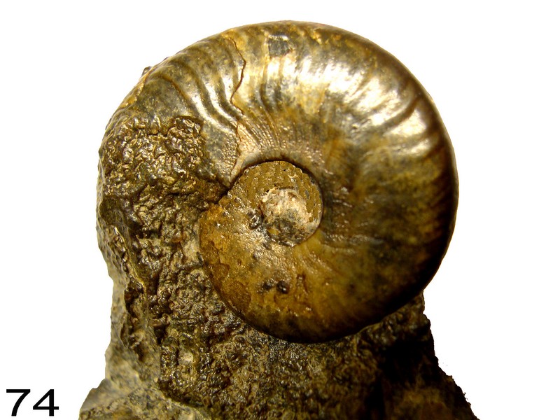 Pleydellia