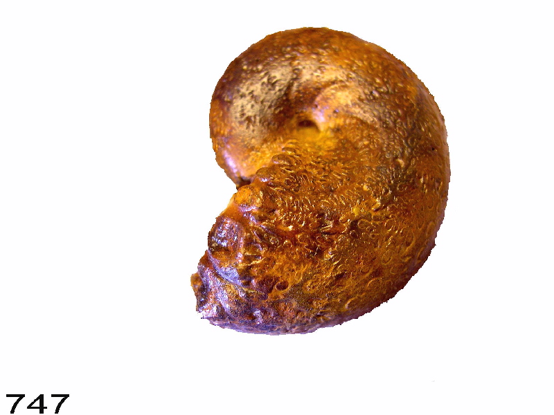 Pthycophylloceras