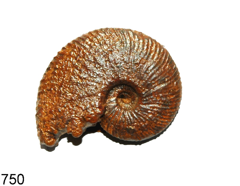 Neocomites
