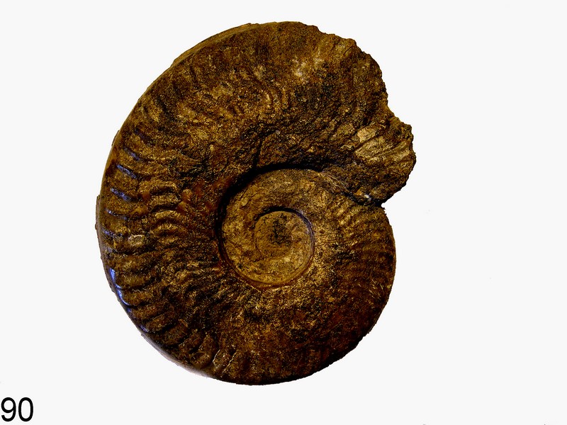 Harpoceras