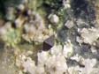 anatase