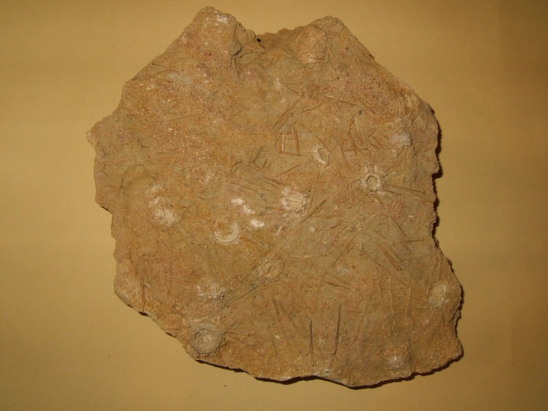 acrosalenia