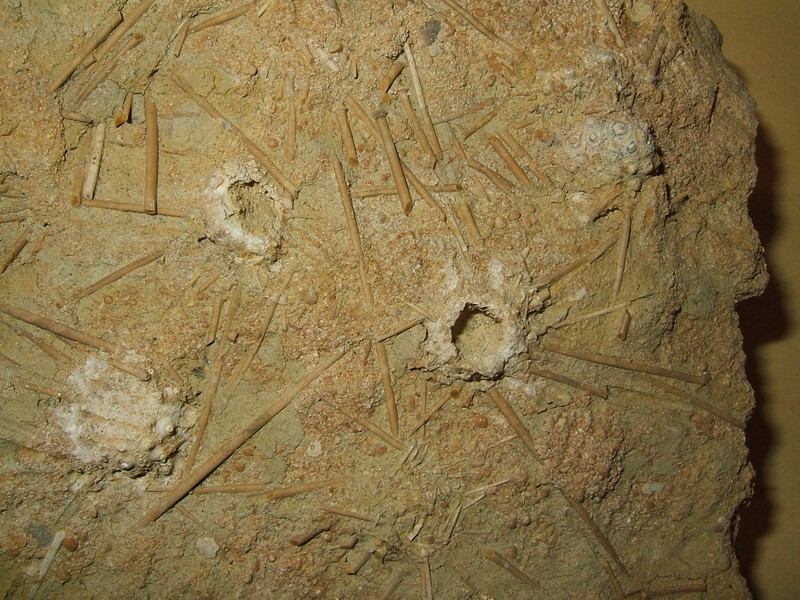 acrosalenia