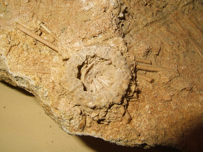 acrosalenia