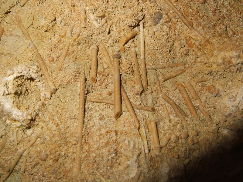 acrosalenia