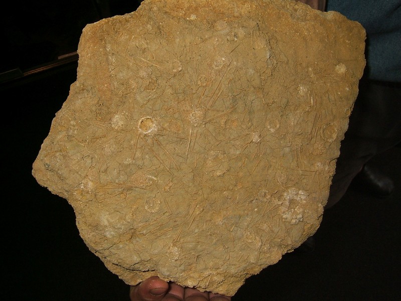 acrosalenia