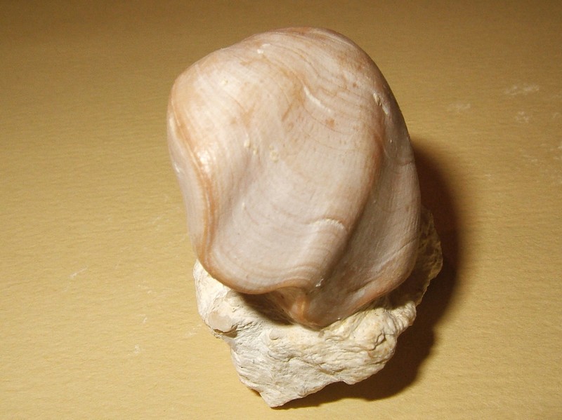 loboidothyris