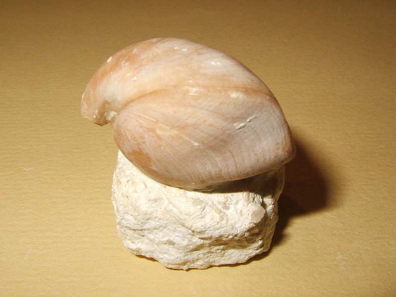loboidothyris