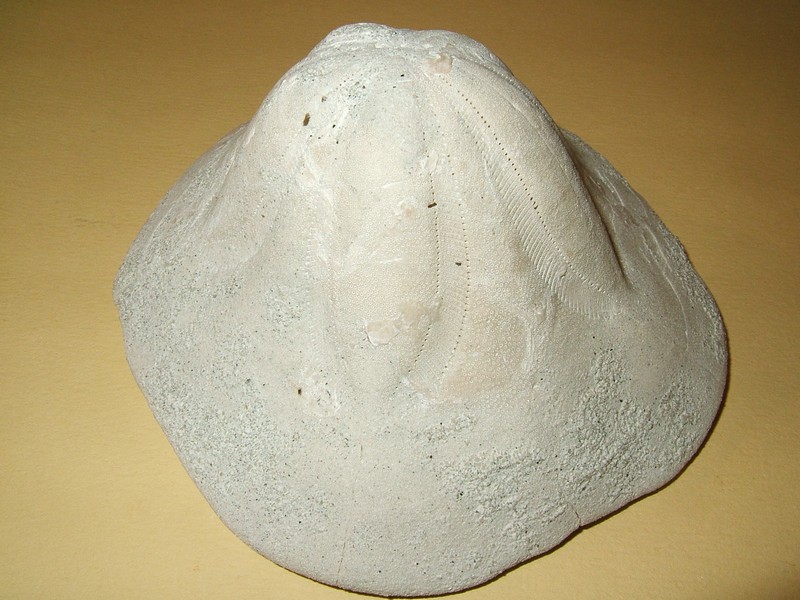 clypeaster