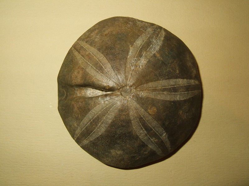 clypeus