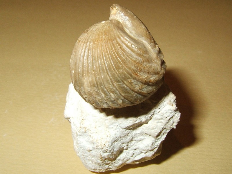 cyclothyris