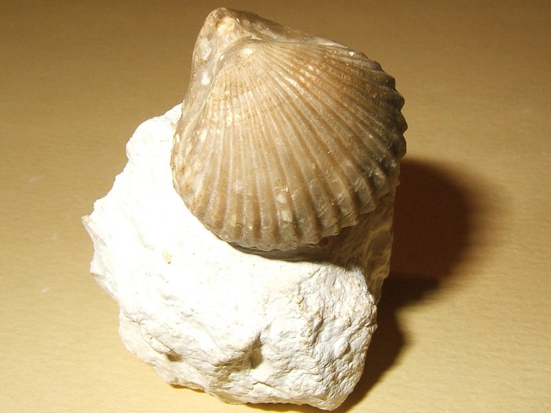 cyclothyris