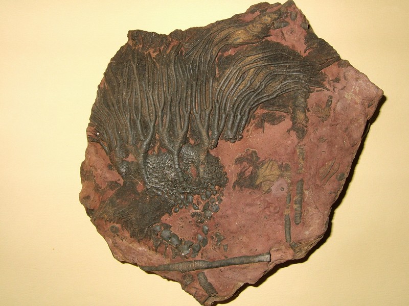 scyphore