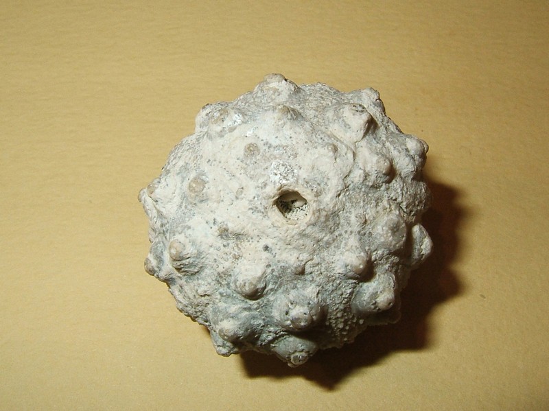 hemicidaris