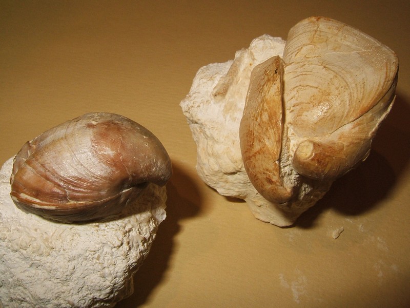 loboidothyris