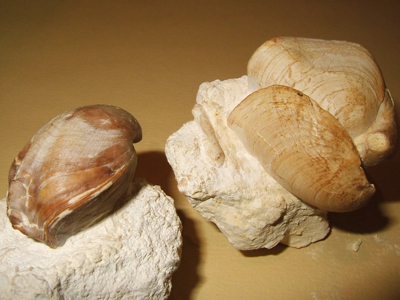 loboidothyris