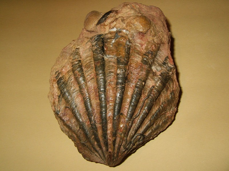 ctenostreon