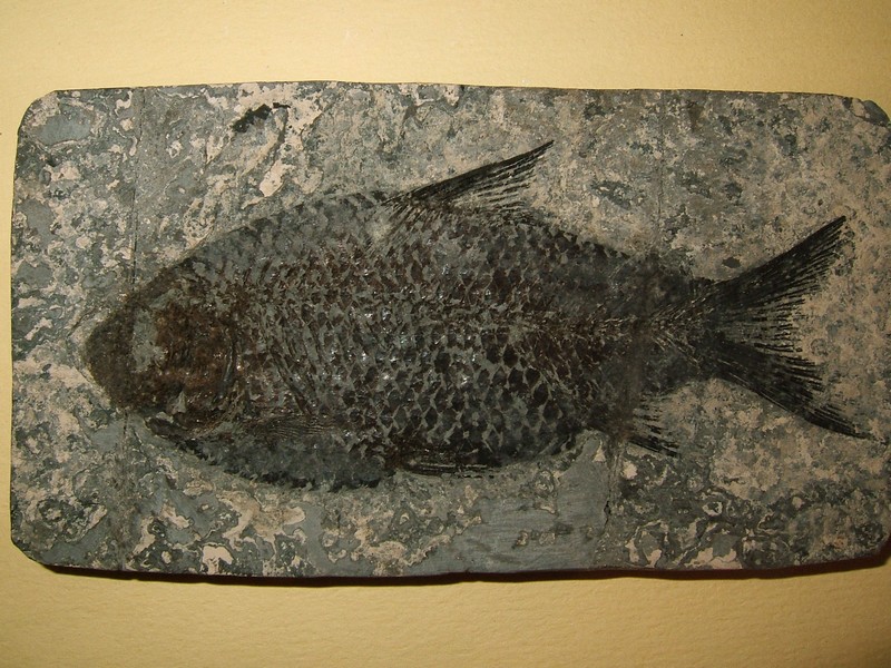 poisson