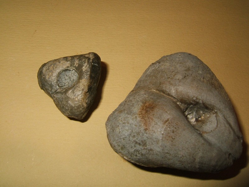pygope