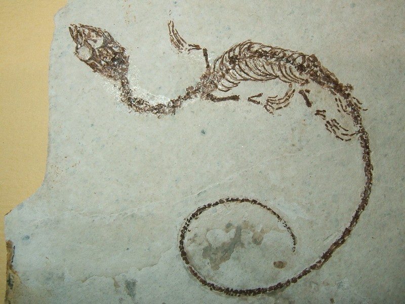 reptile