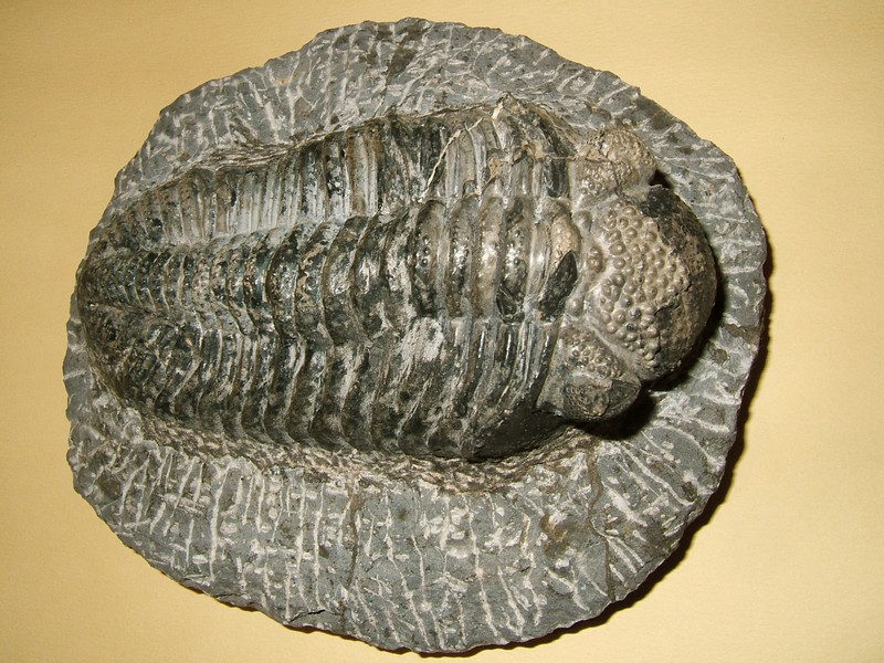 phacops