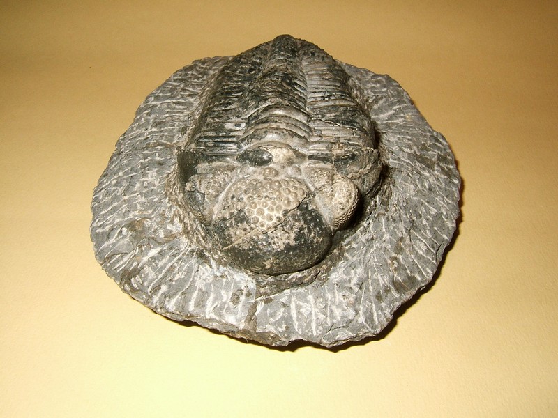phacops