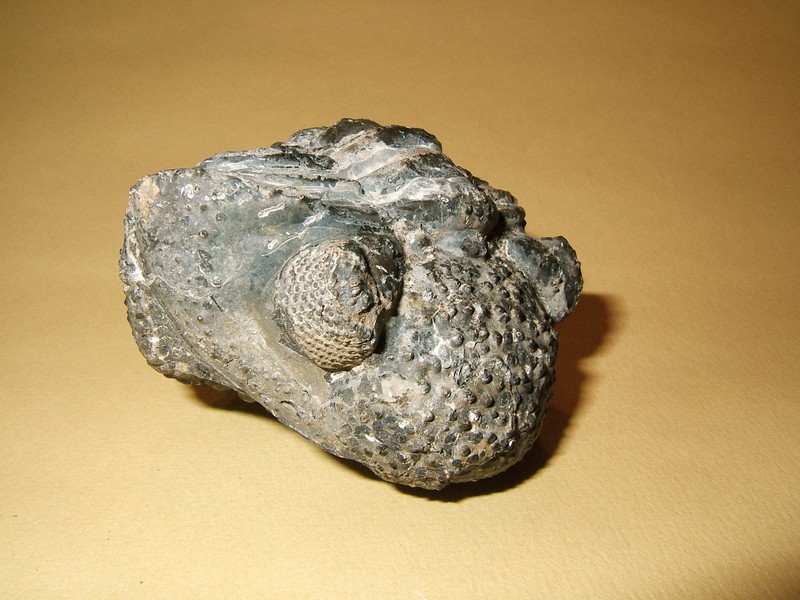 phacops